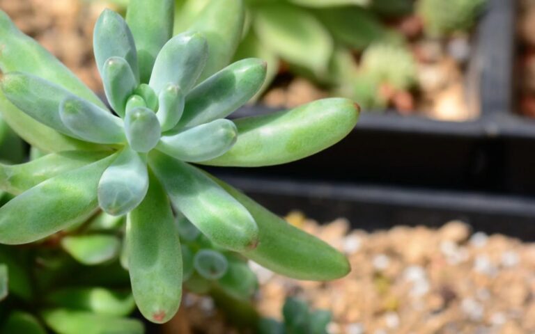 como cuidar da planta dedinho de moça